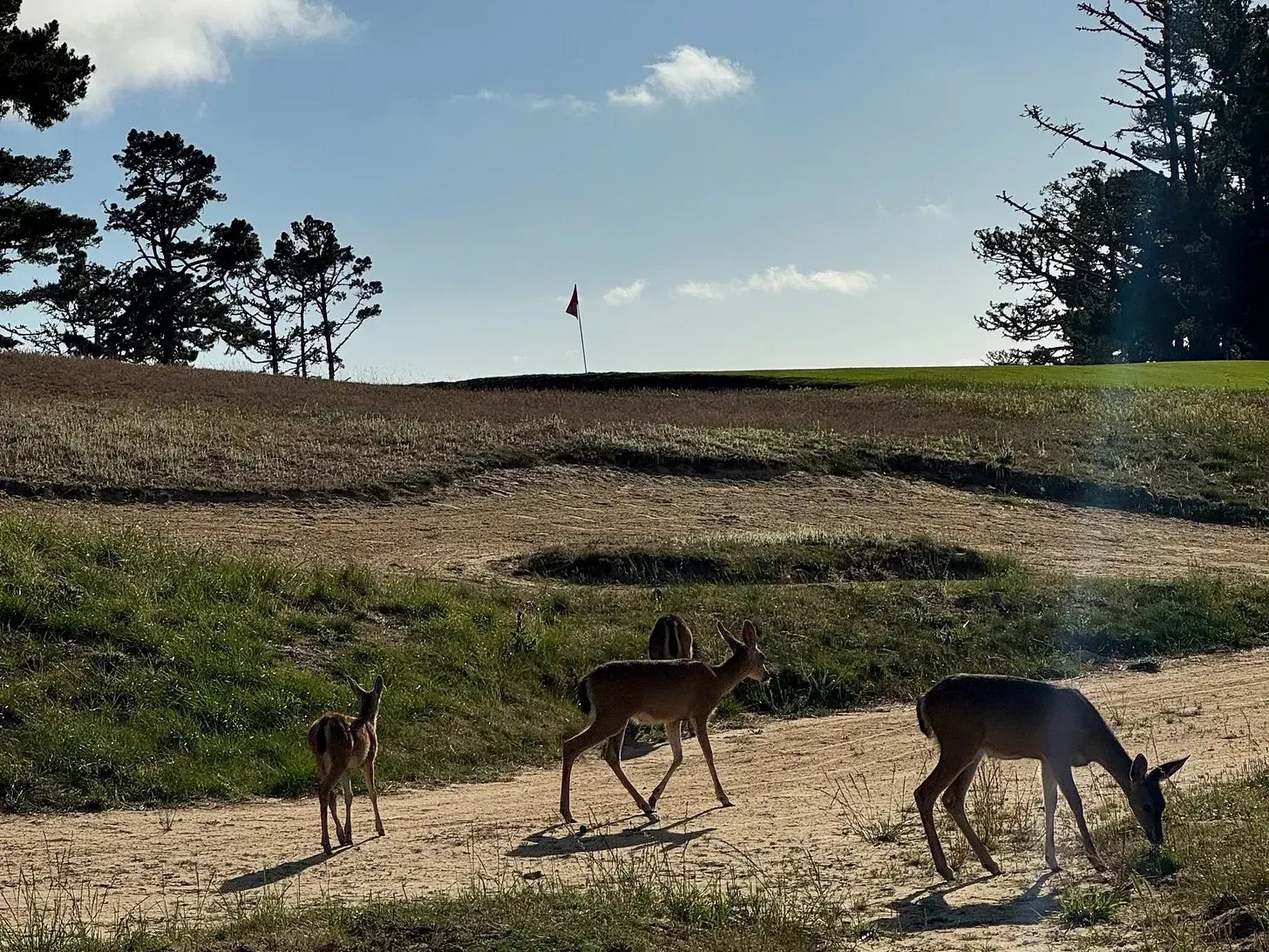 Deer crossing a golf course in the afternoon sun